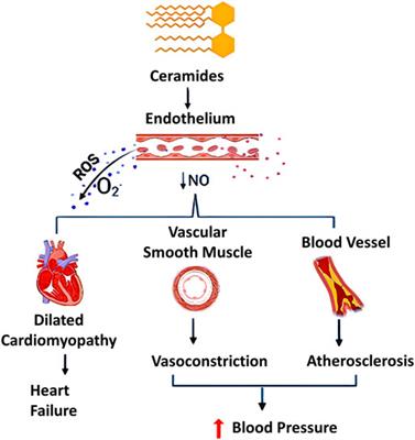 Frontiers | Role Of Ceramides In The Molecular Pathogenesis And ...